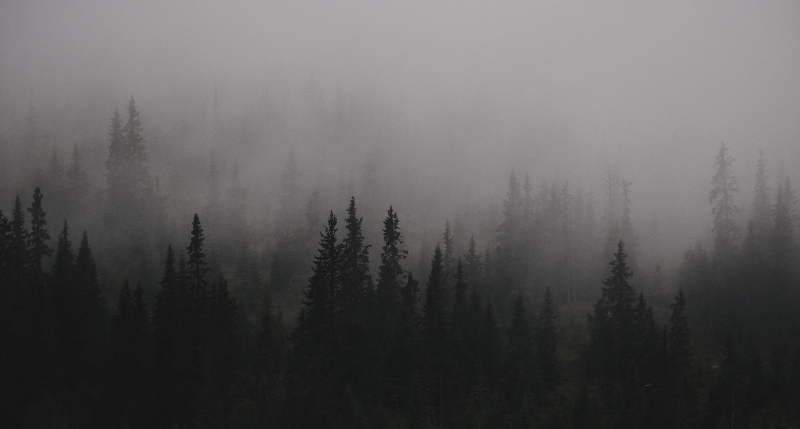 【哲风壁纸】景观-树-自然.png